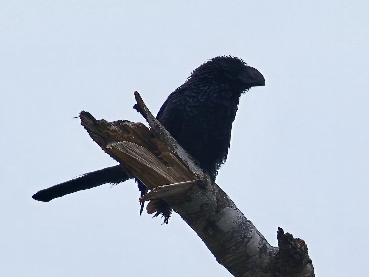 Smooth-billed Ani - ML647375725