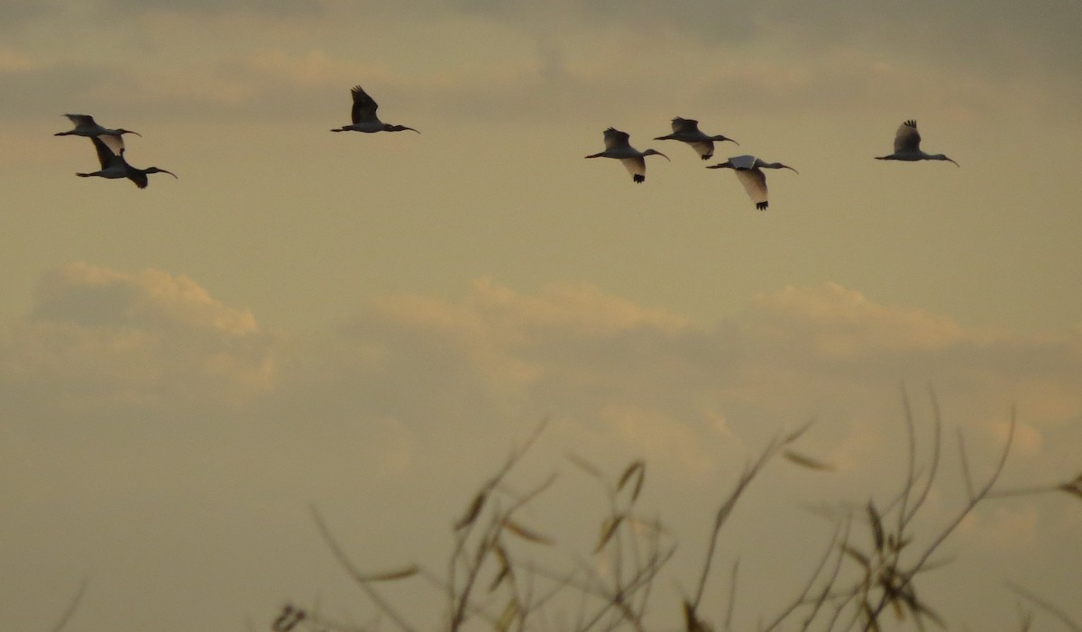 White Ibis - ML647375726