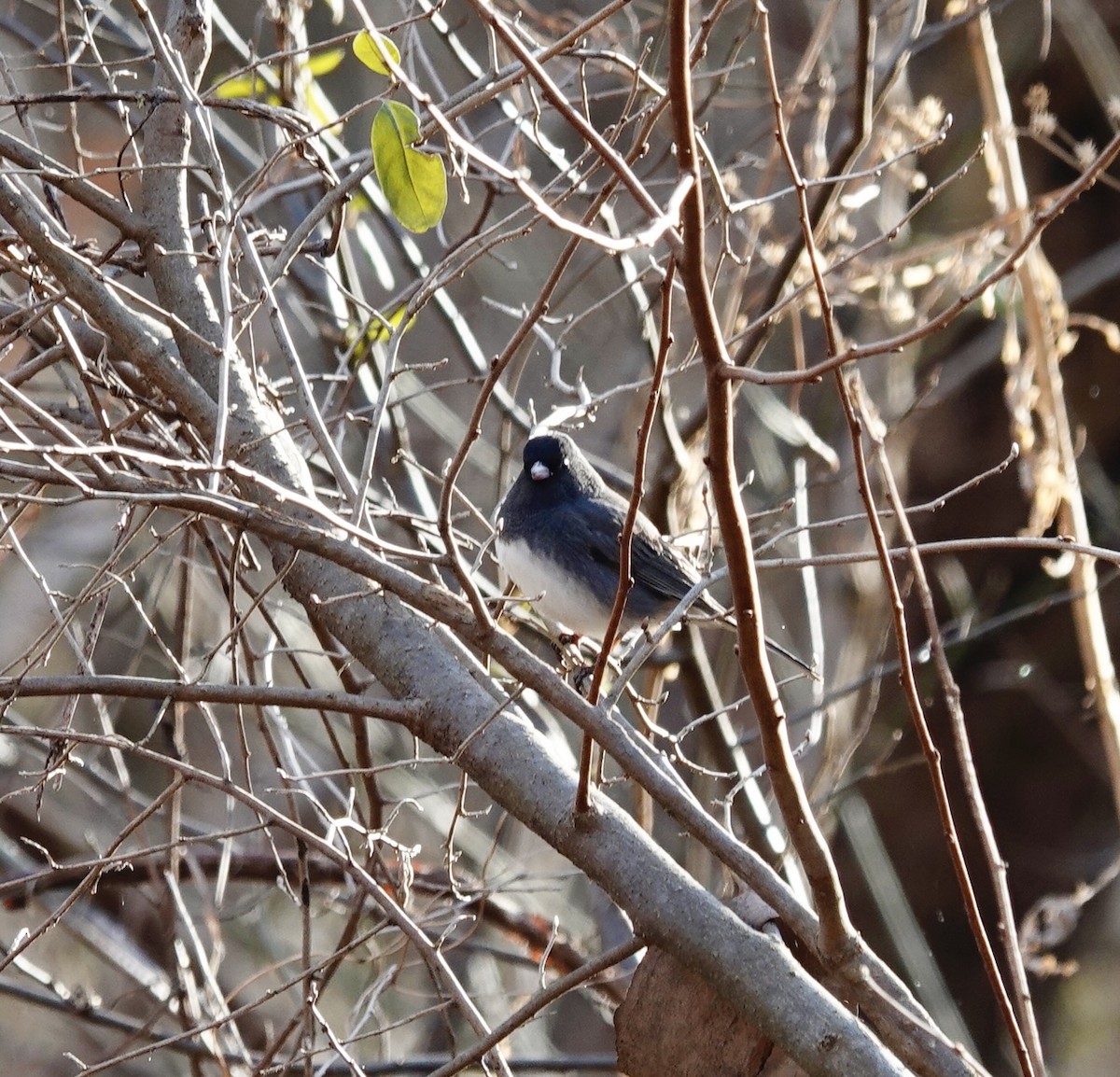 Dark-eyed Junco - ML647375732