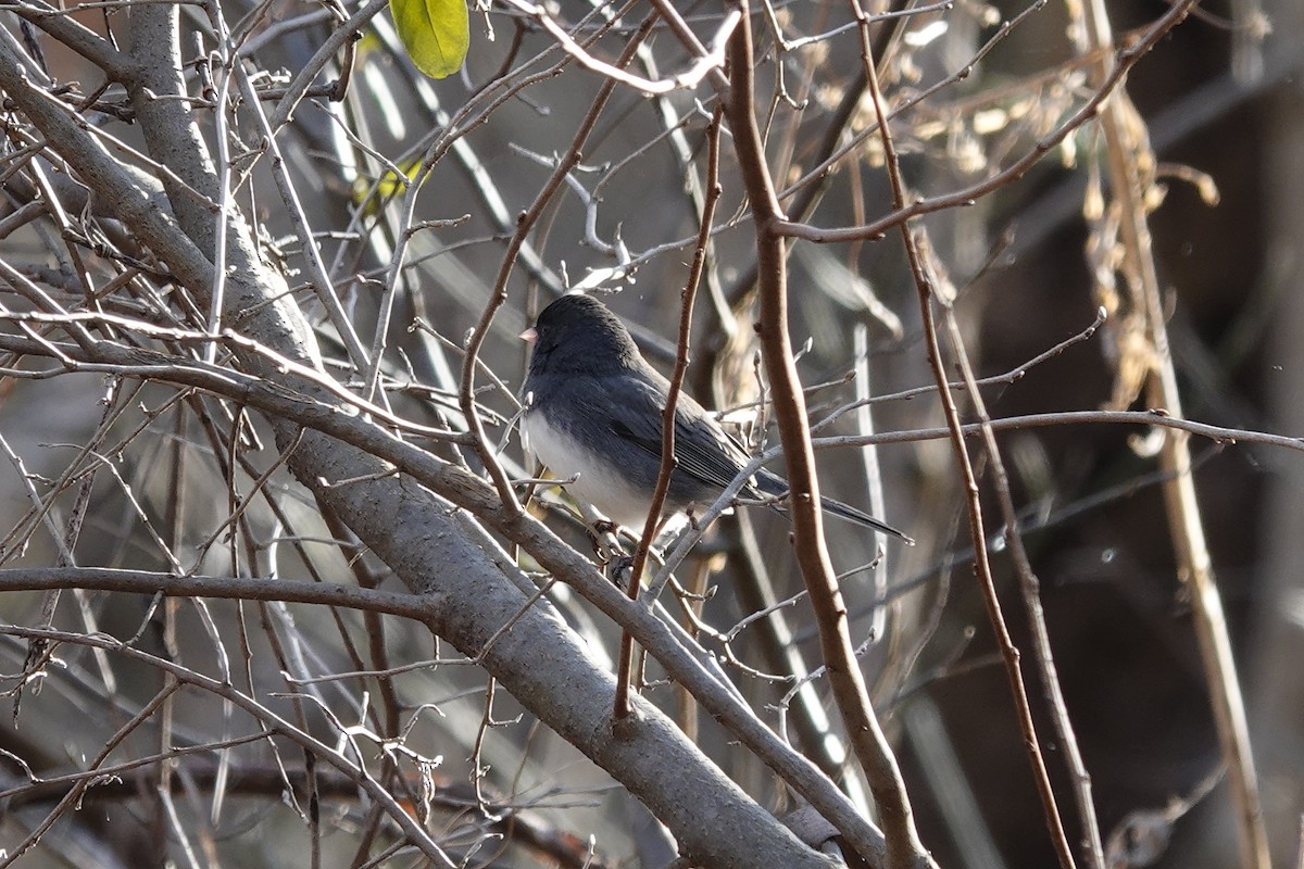 Dark-eyed Junco - ML647375733