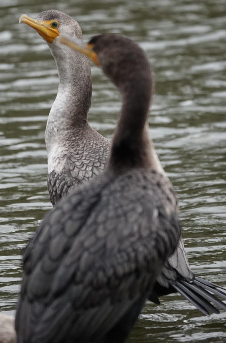 Double-crested Cormorant - ML647375734