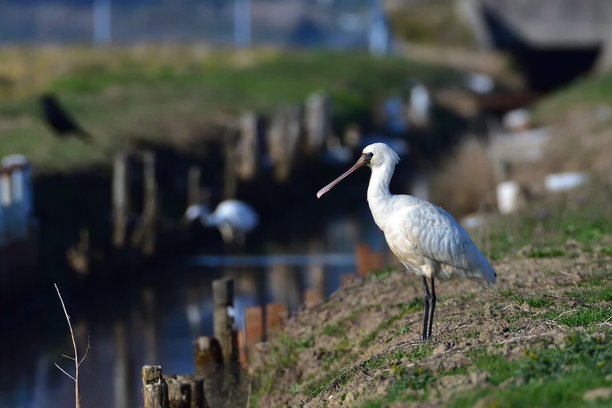 黑面琵鷺 - ML647375736