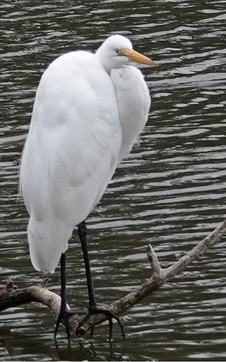 Great Egret - ML647375739