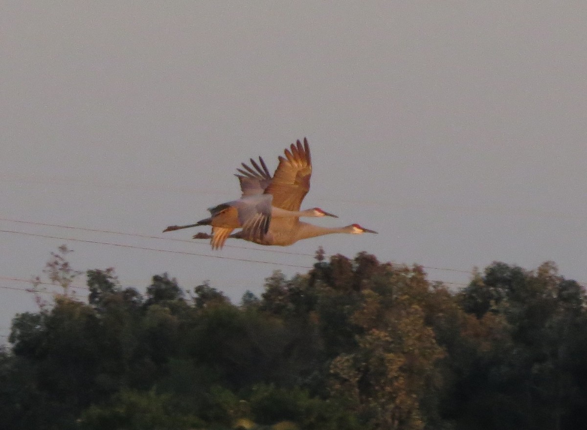 Sandhill Crane - ML647375749
