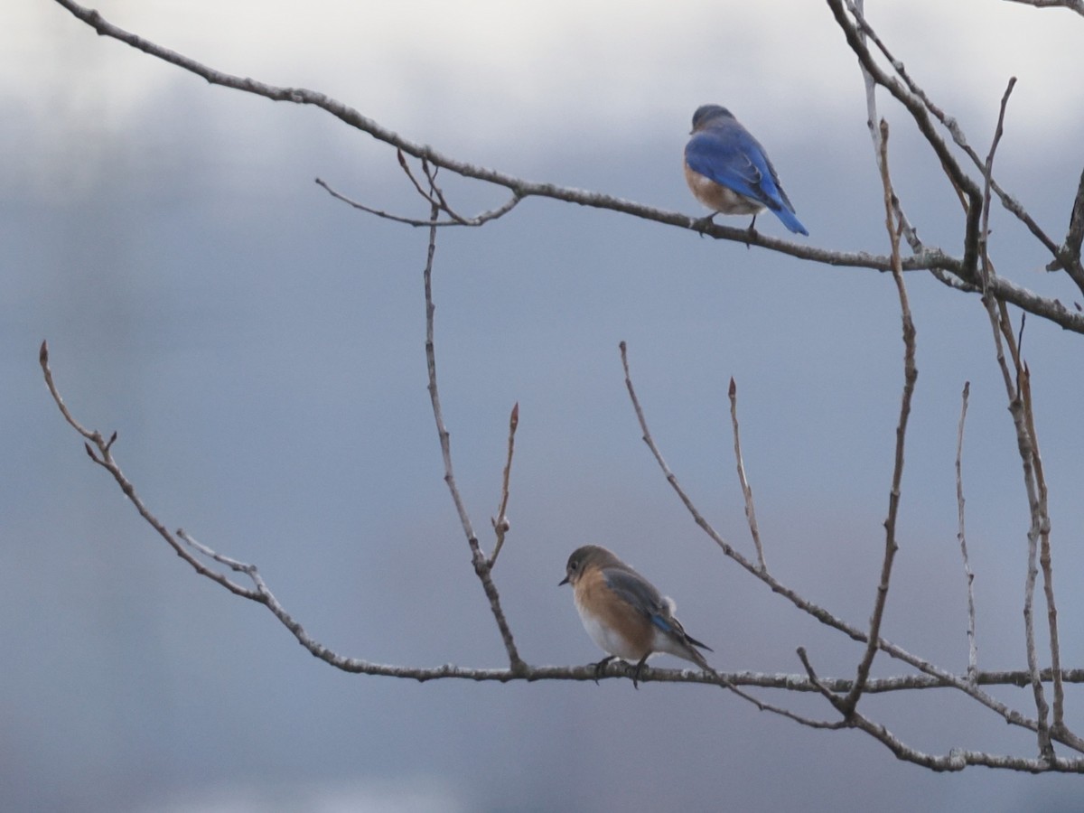 Блакитник східний - ML647375750