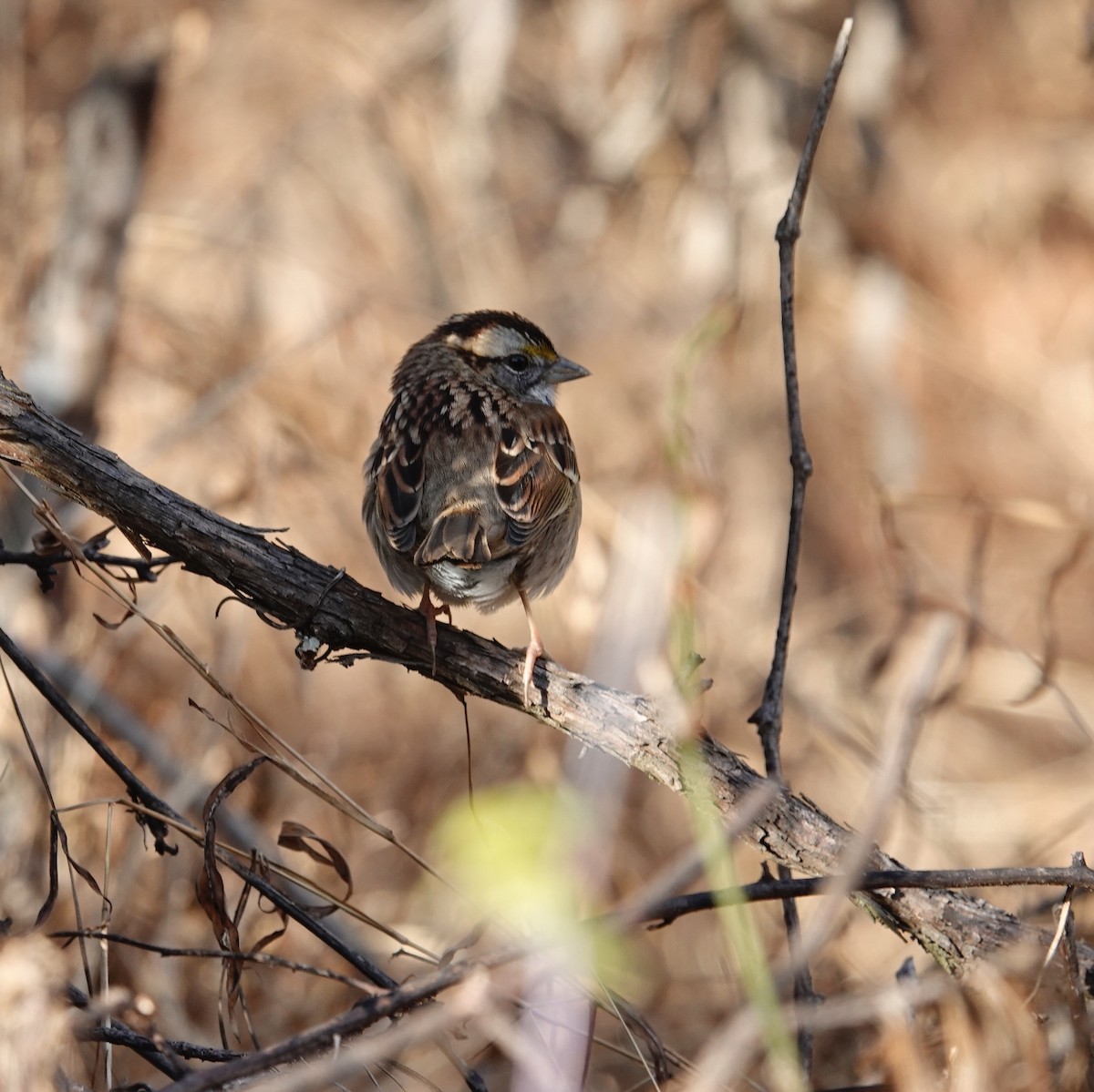 White-throated Sparrow - ML647375751