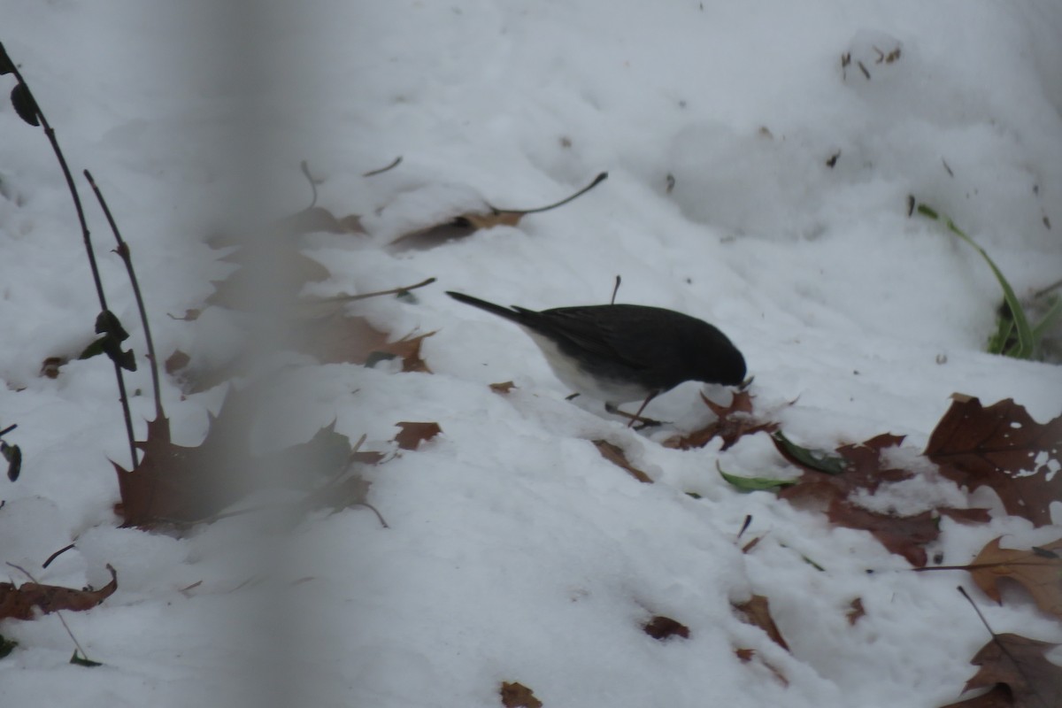 Dark-eyed Junco - ML647375752