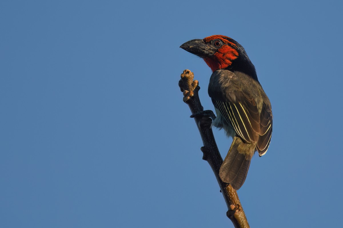 Лібія чорношия - ML647375753