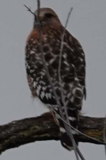 Red-shouldered Hawk - ML647375759