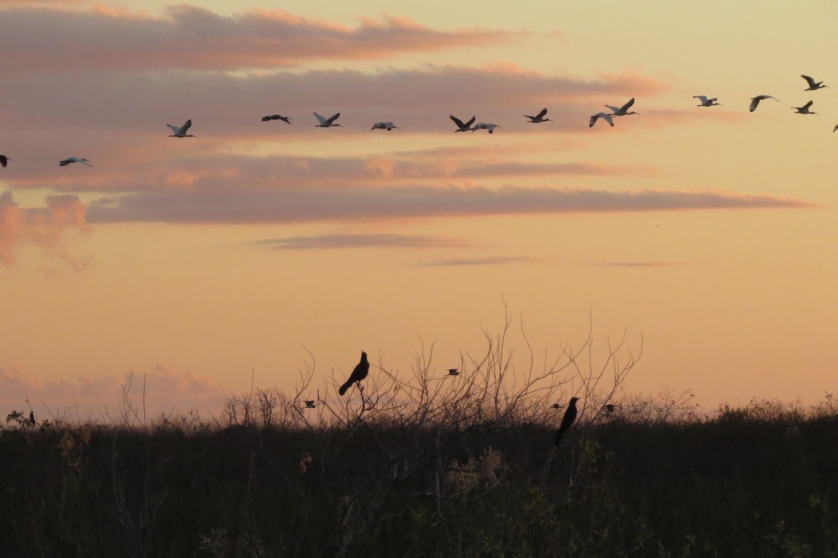 White Ibis - ML647375763
