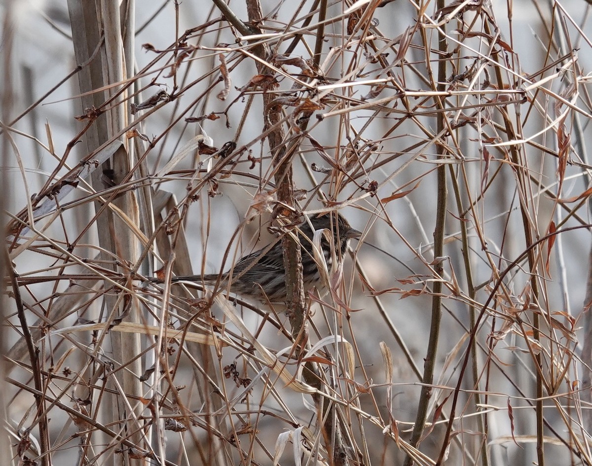 Song Sparrow - ML647375765