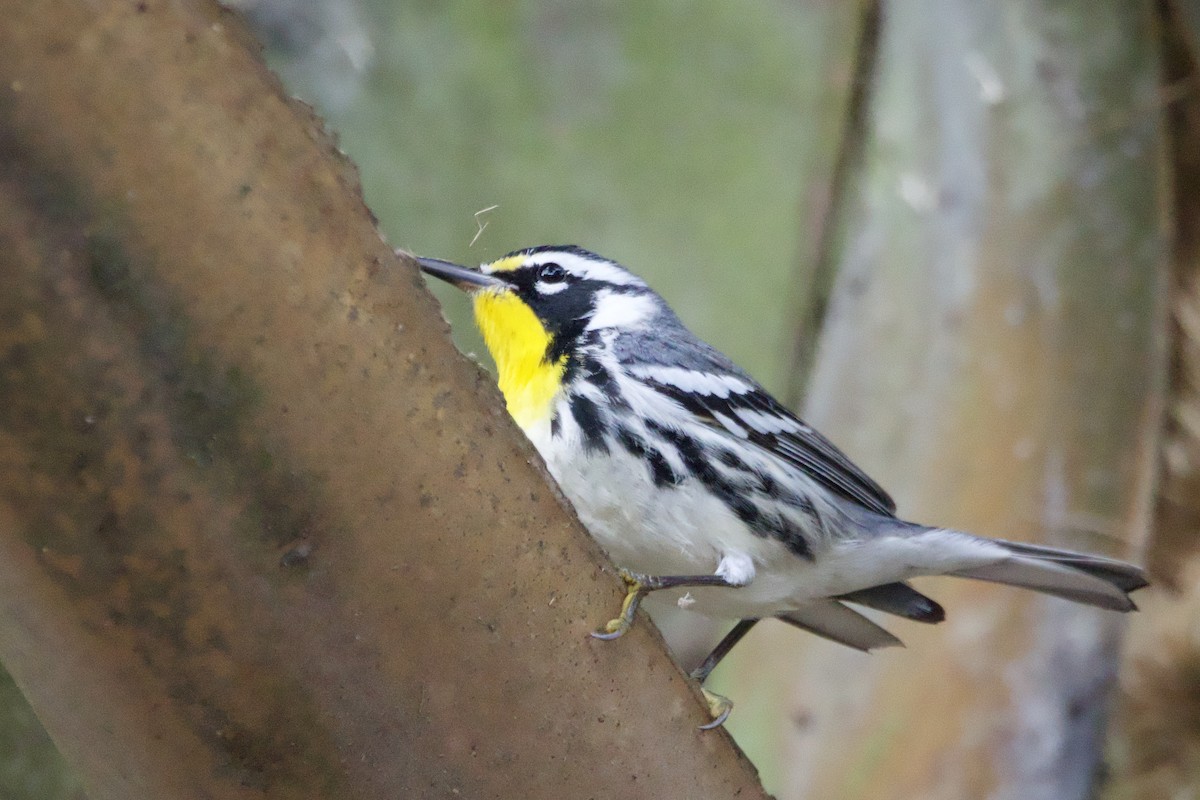 Yellow-throated Warbler - ML647375771