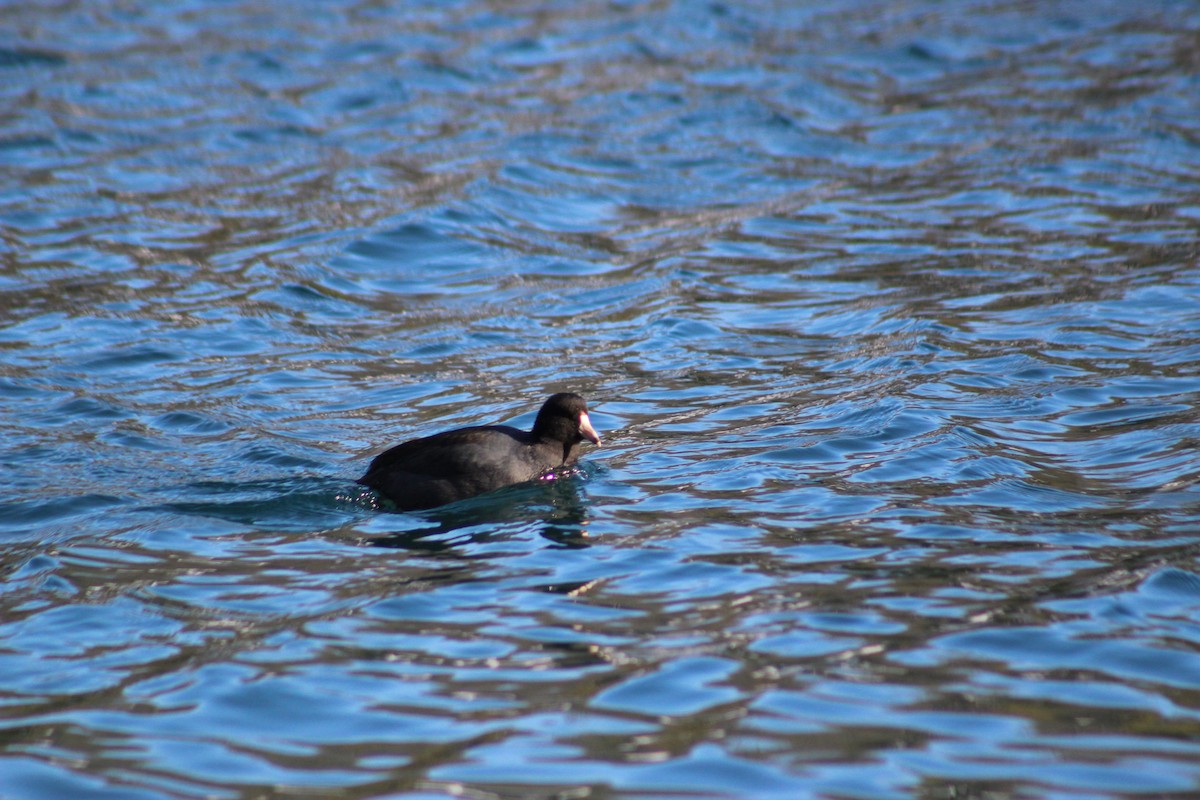 Лиска американська - ML647375772