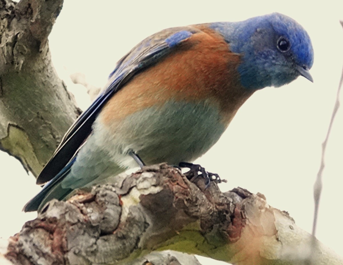 Western Bluebird - ML647375780