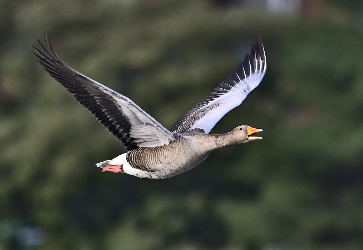 אווז אפור - ML647375782