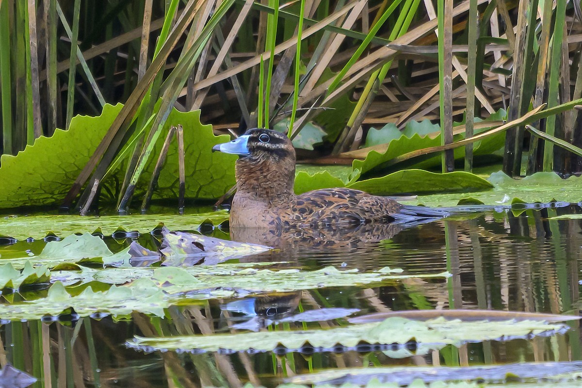 Masked Duck - ML647375783