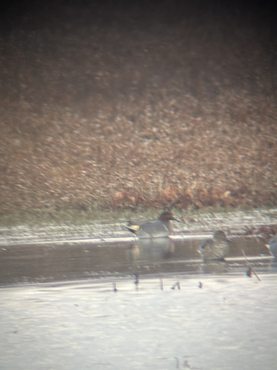 雑種 コガモ（亜種 コガモ x 亜種 アメリカコガモ） - ML647375795