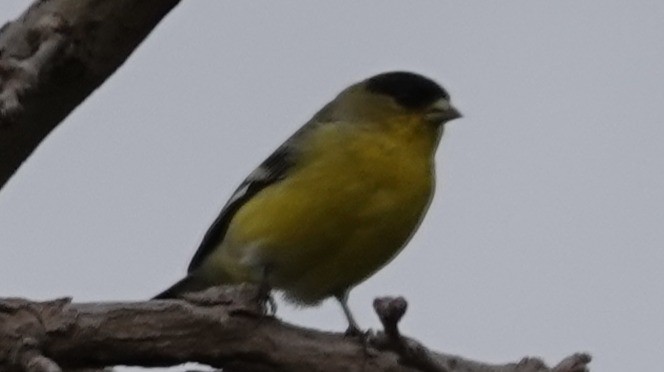 Lesser Goldfinch - ML647375796