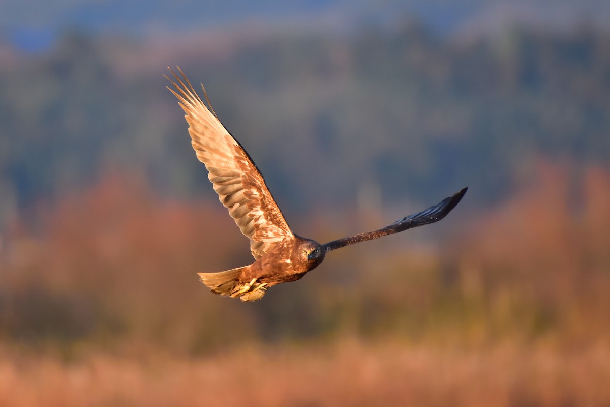 東方澤鵟 - ML647375812