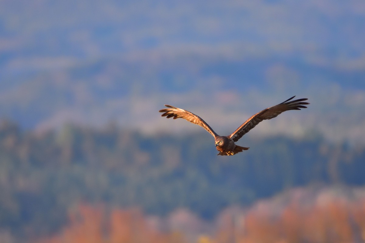 東方澤鵟 - ML647375815
