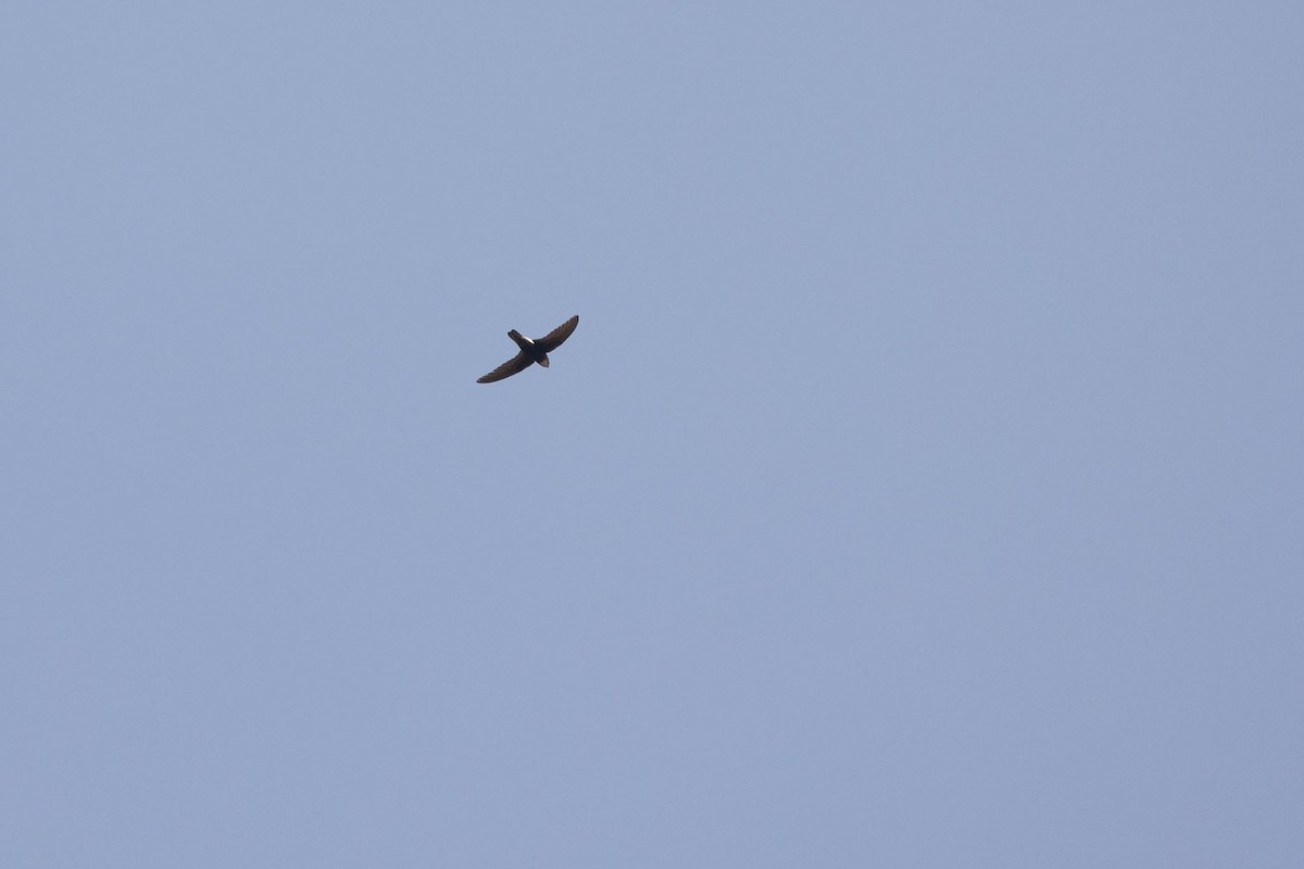 Little Swift - ML647375823