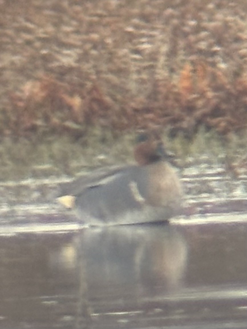 雑種 コガモ（亜種 コガモ x 亜種 アメリカコガモ） - ML647375827