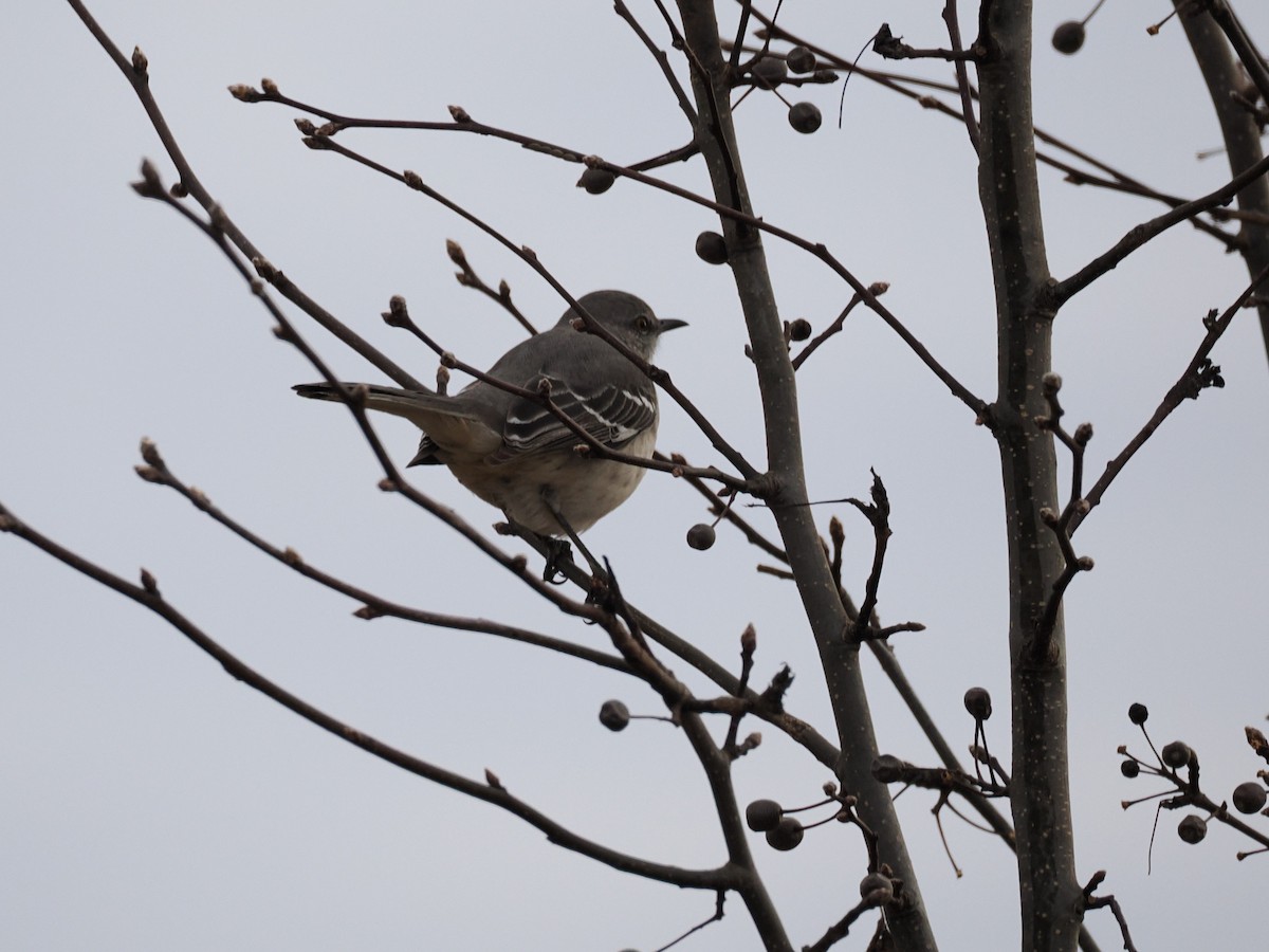 Sinsonte Norteño - ML647375832