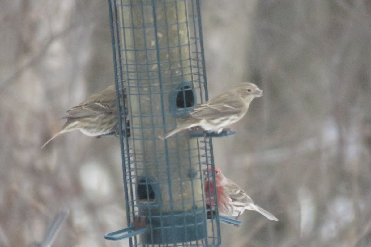 House Finch - ML647375853