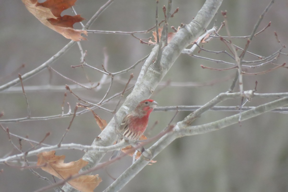 House Finch - ML647375856