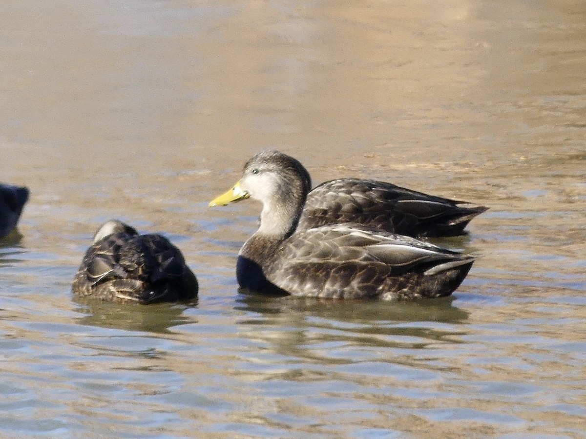 American Black Duck - ML647375864