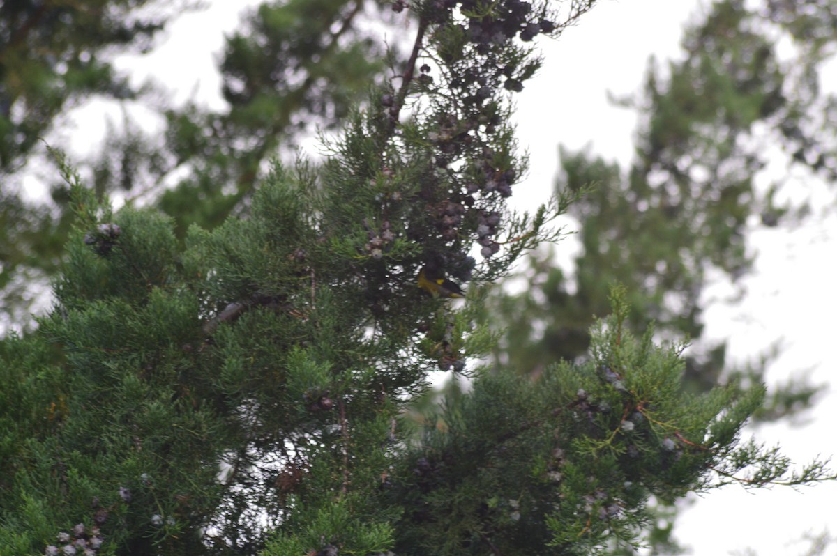 Yellow-bellied Siskin - ML647375870