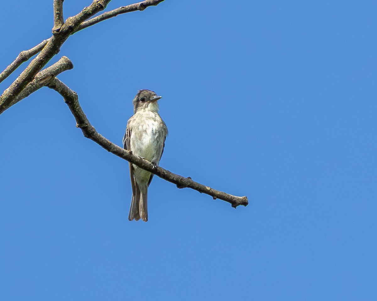 tyranovec severský - ML647375882