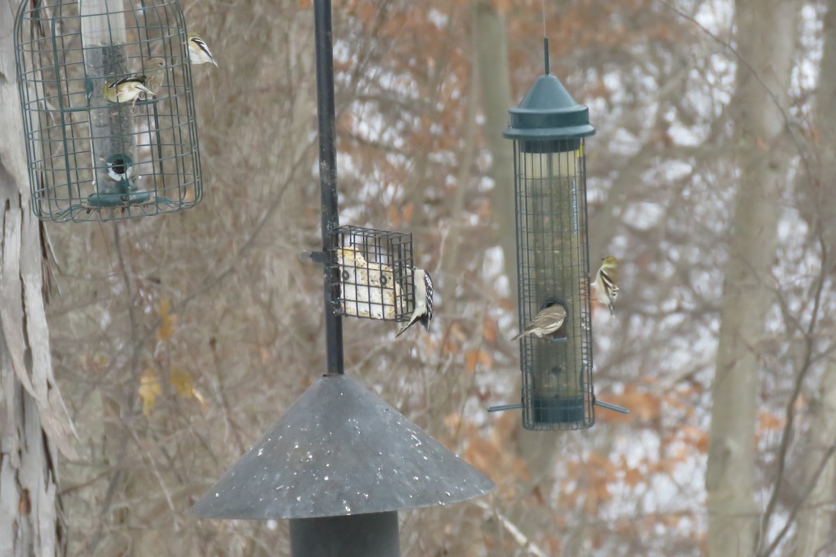 Downy Woodpecker - ML647375899