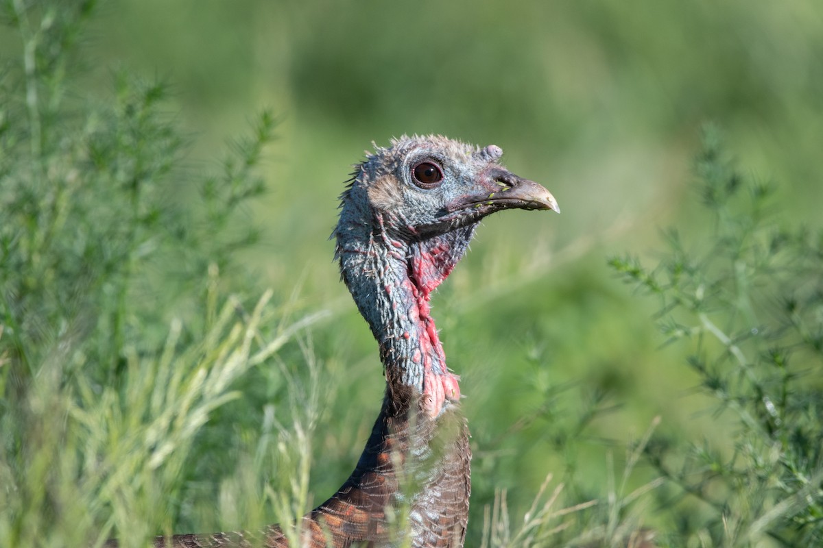 Guajolote Gallipavo - ML647375911