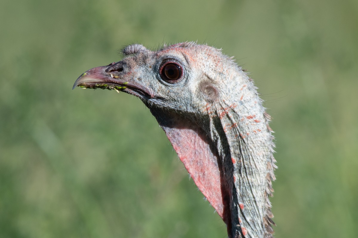 Guajolote Gallipavo - ML647375912