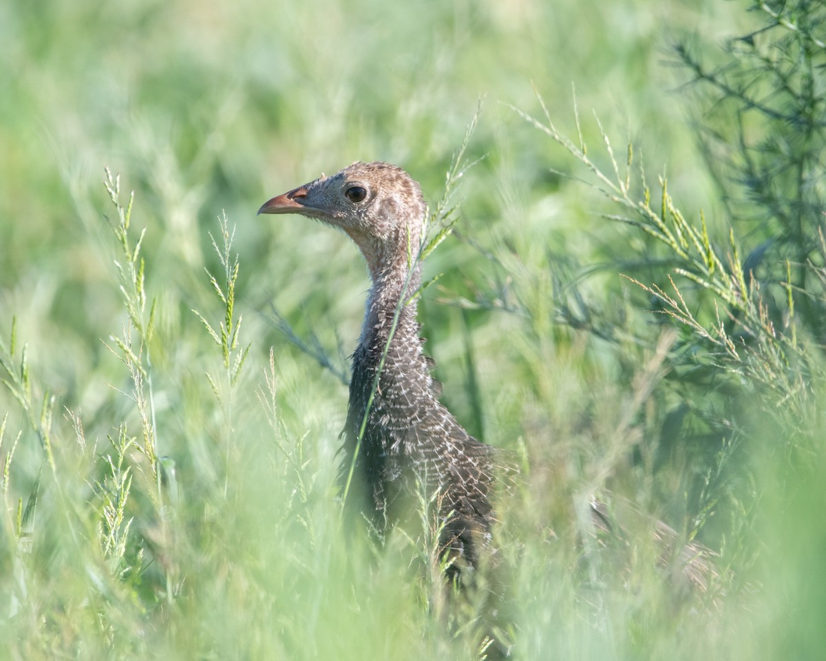 Guajolote Gallipavo - ML647375913