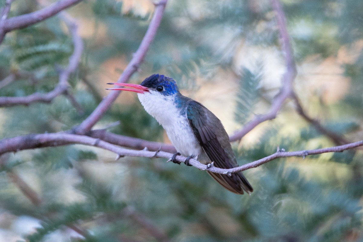 Amazilia Coronivioleta - ML647375917