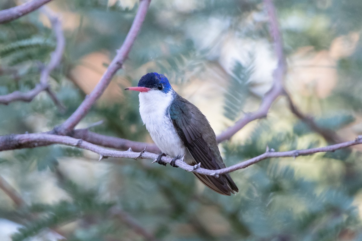 Amazilia Coronivioleta - ML647375918