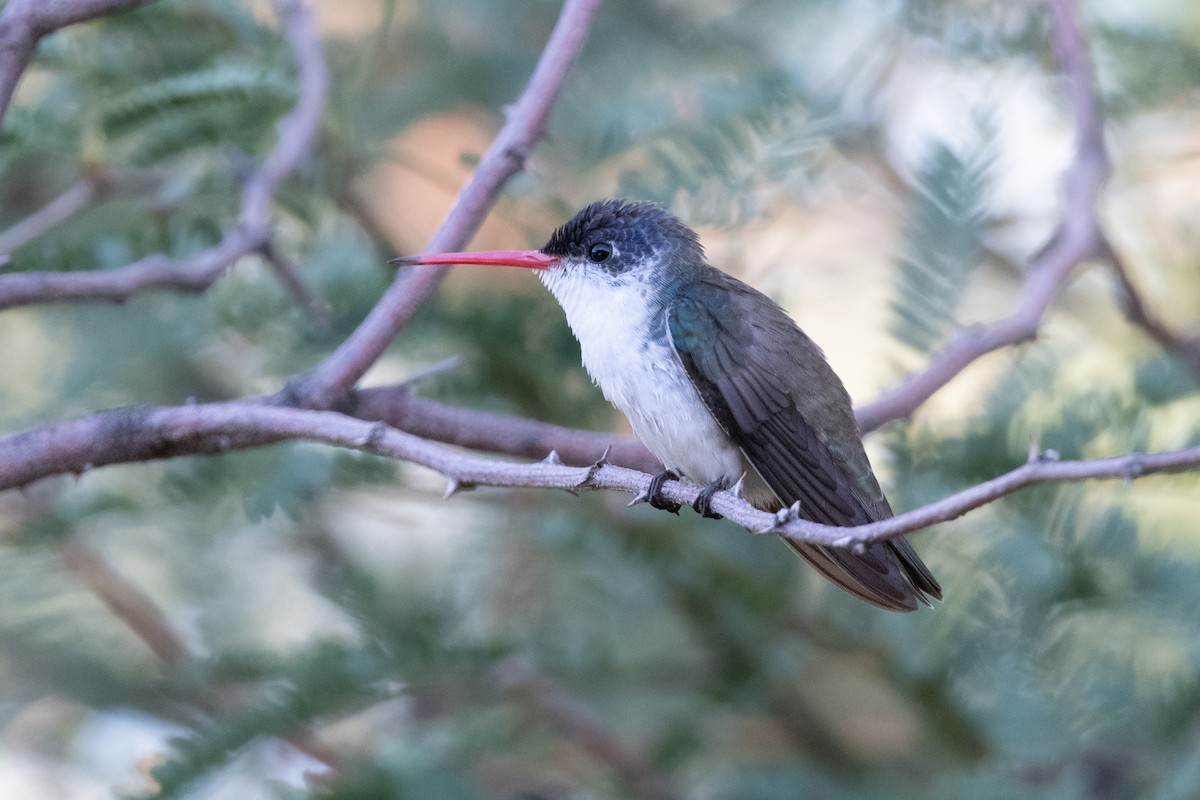 Amazilia Coronivioleta - ML647375919