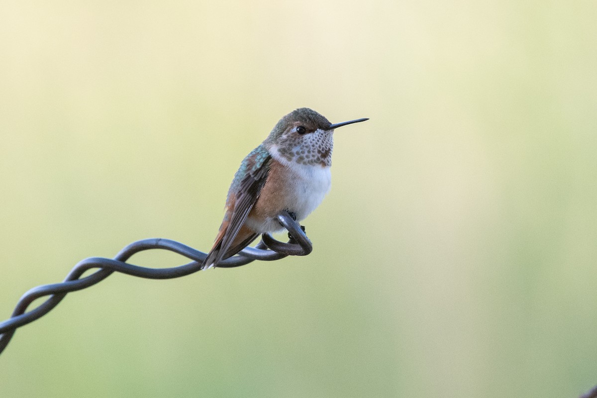 Colibrí Rufo - ML647375922