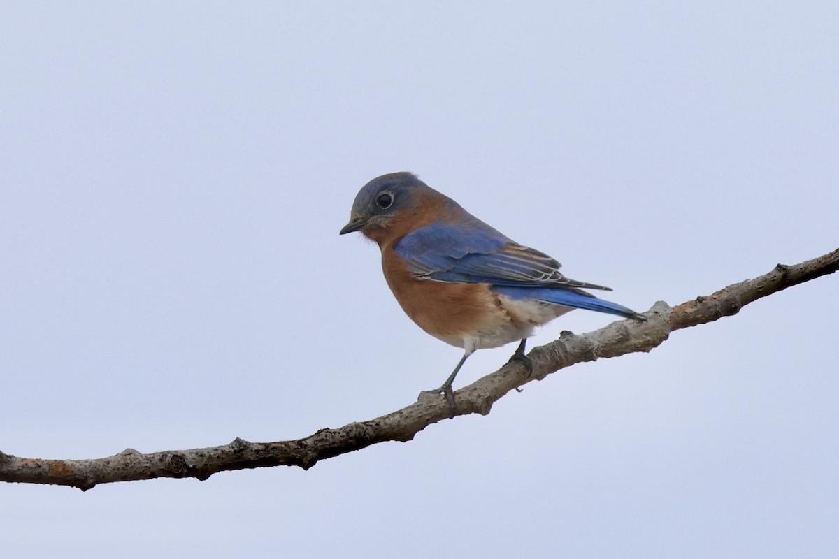 Блакитник східний - ML647375923