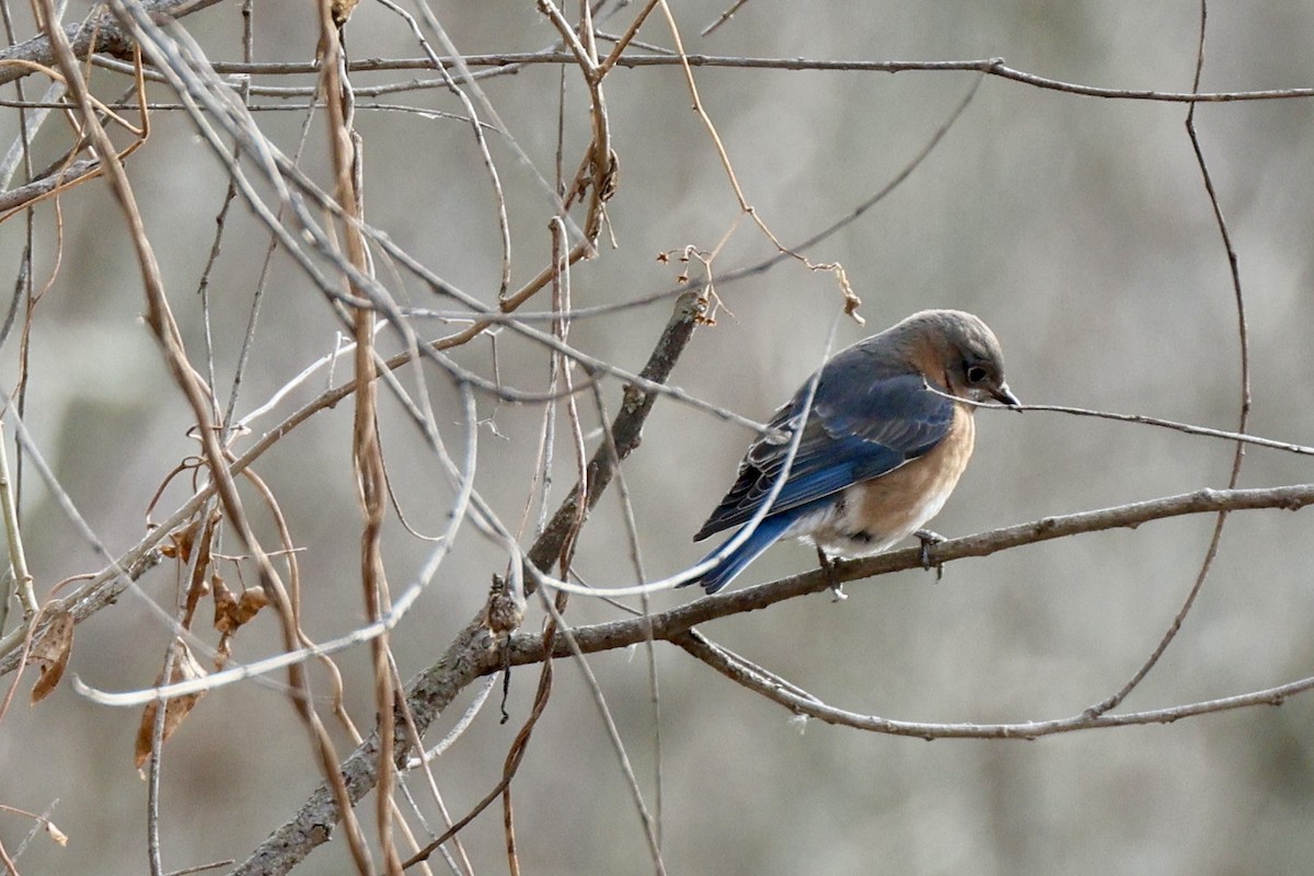 Блакитник східний - ML647375924