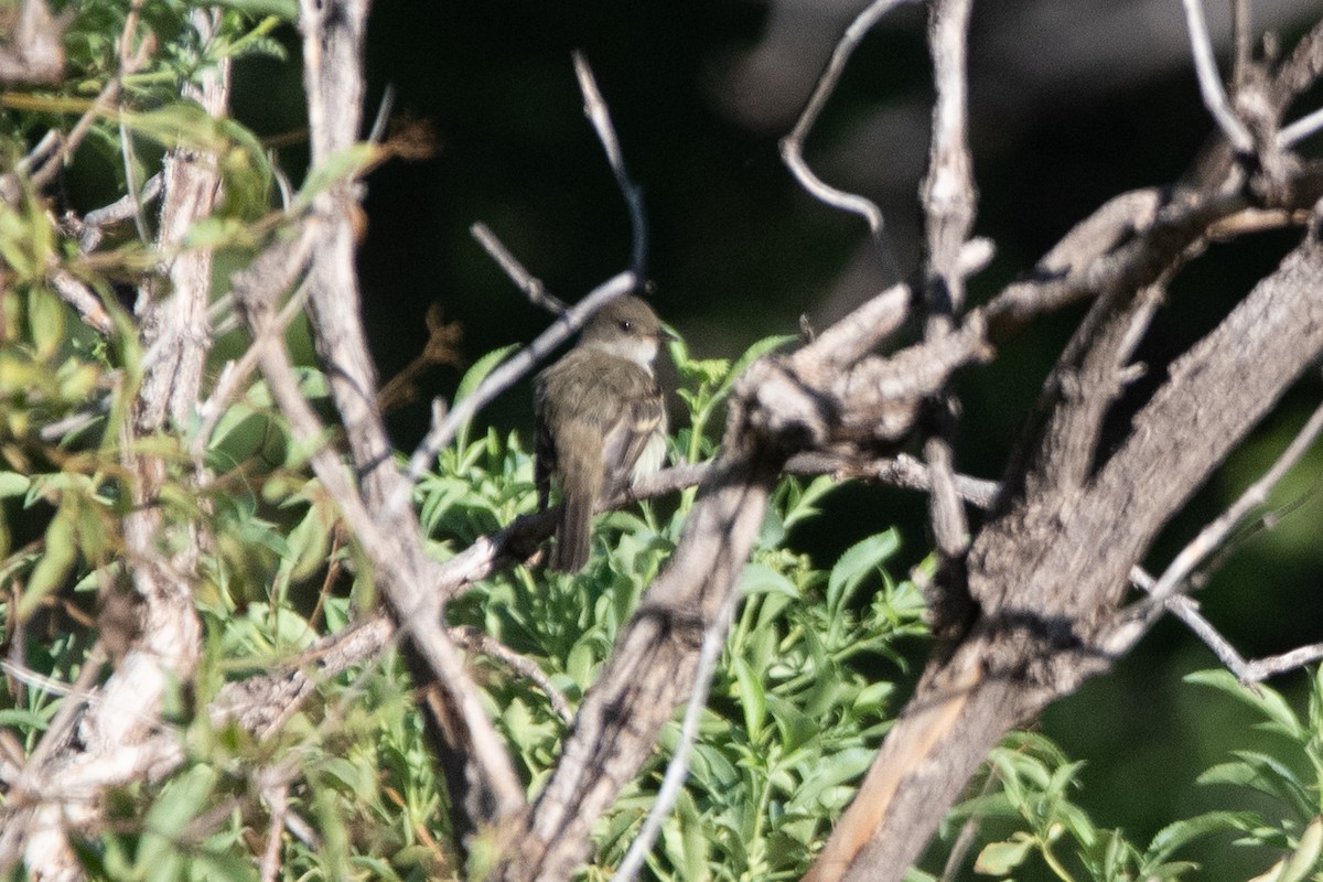 Mosquero Saucero - ML647375925