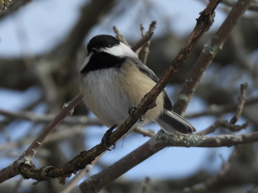 Amerika Baştankarası - ML647375929