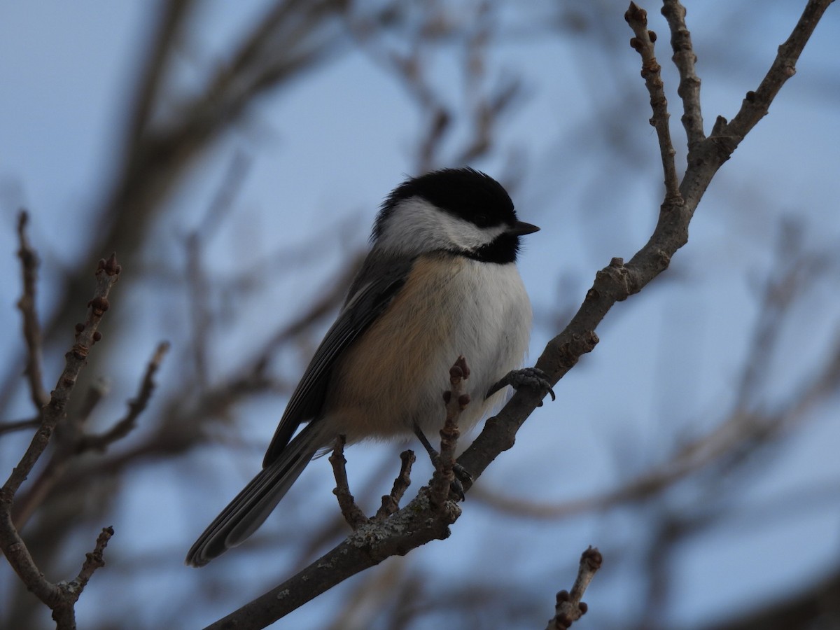 Amerika Baştankarası - ML647375930