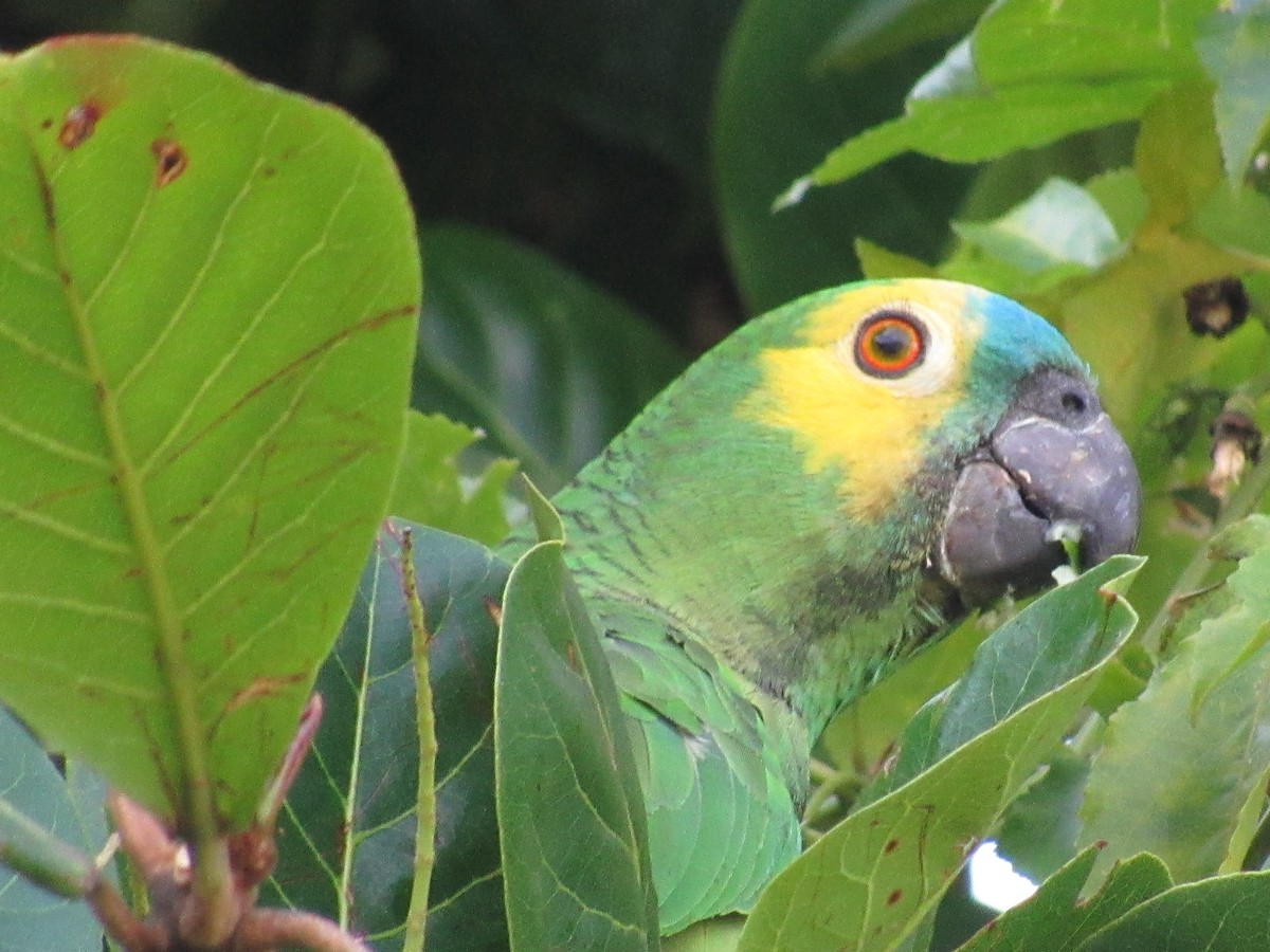 Turquoise-fronted Amazon - ML647375933