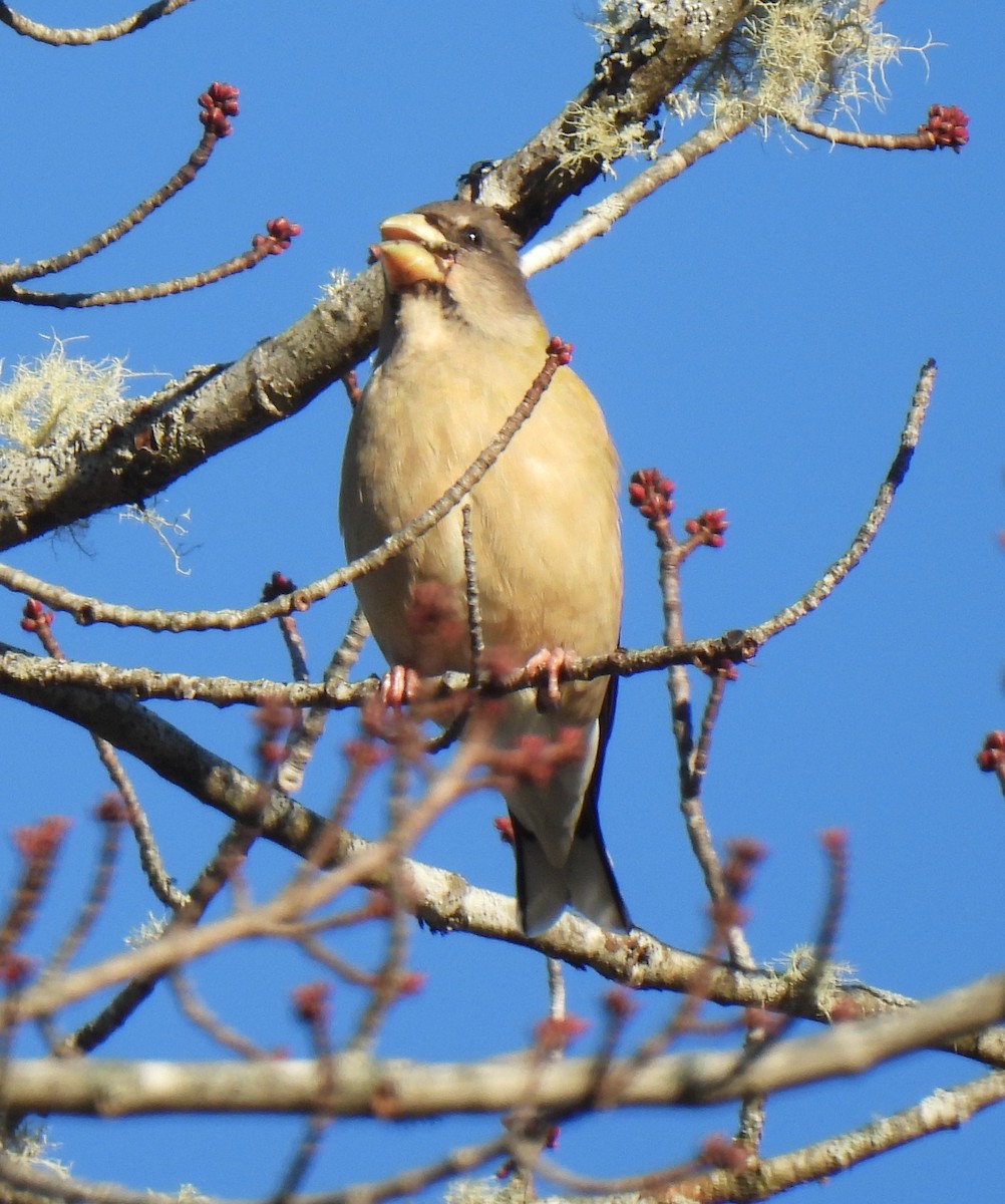 Sarı Kaşlı Kocabaş - ML647375937