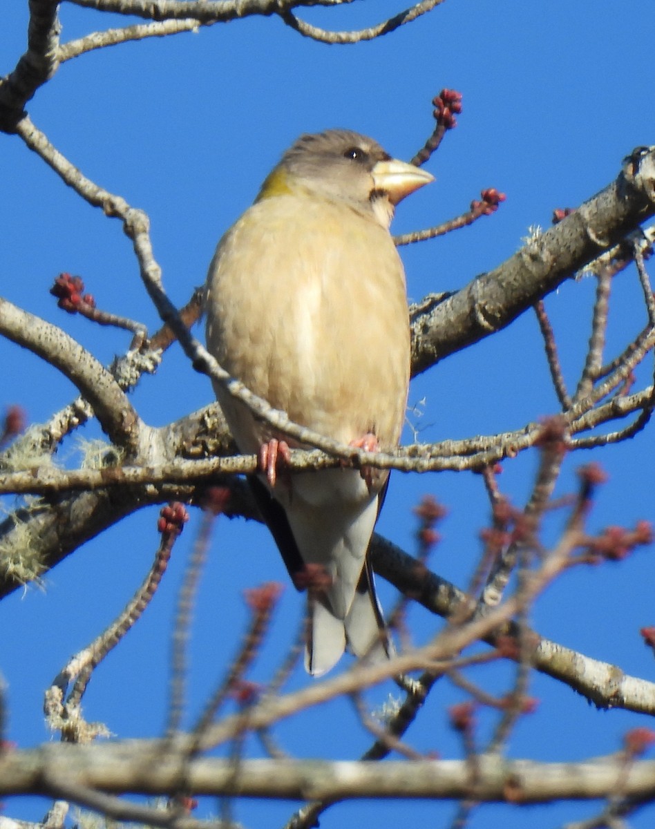 Sarı Kaşlı Kocabaş - ML647375942