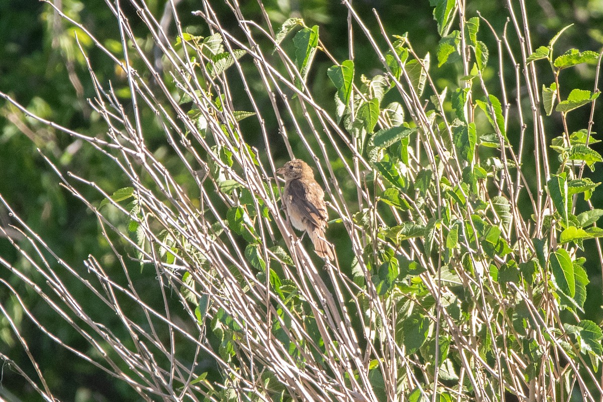 Indigo Bunting - ML647375944