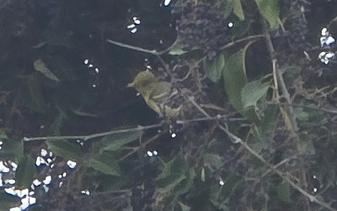 Піранга жовтогуза - ML647375945